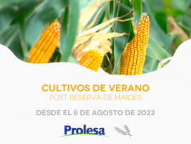 Cultivos de verano: post reserva de maíces 2022-2023