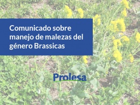 Comunicado de INIA sobre manejo de malezas del género Brassicas