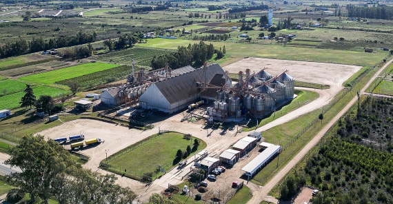 2025-09/planta-granos-min